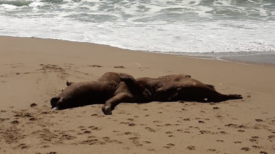 Encontraron vacunos muertos en playas de La Paloma