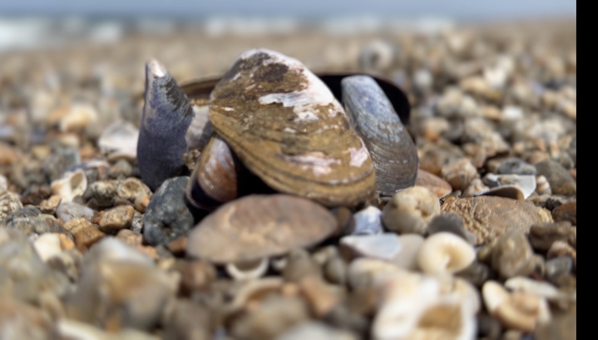 Prohíben extracción y comercialización de mejillones y berberechos en Rocha