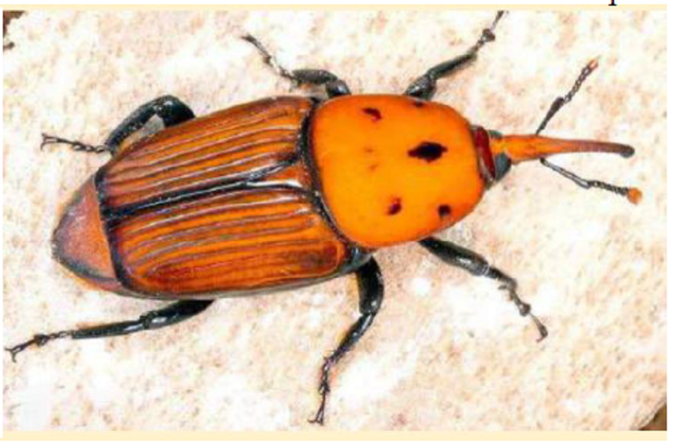 El picudo rojo fue detectado en una trampa colocada a 200 metros del puente de Garzón en Rocha