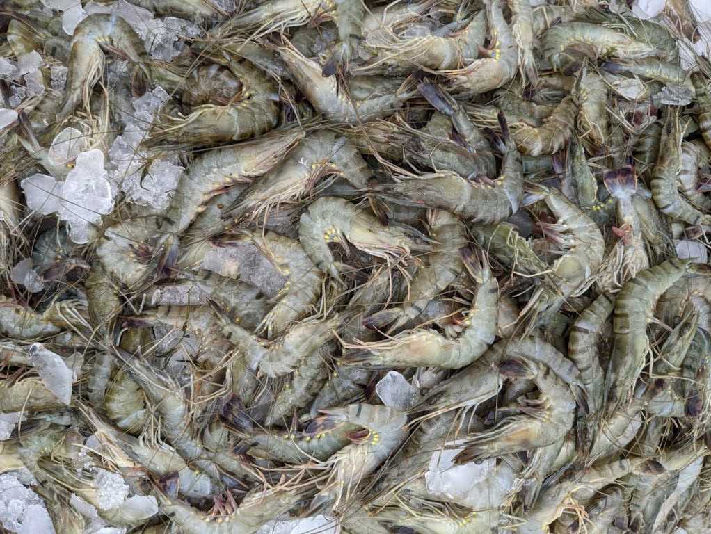 Se viene la camaronada el 28 de marzo