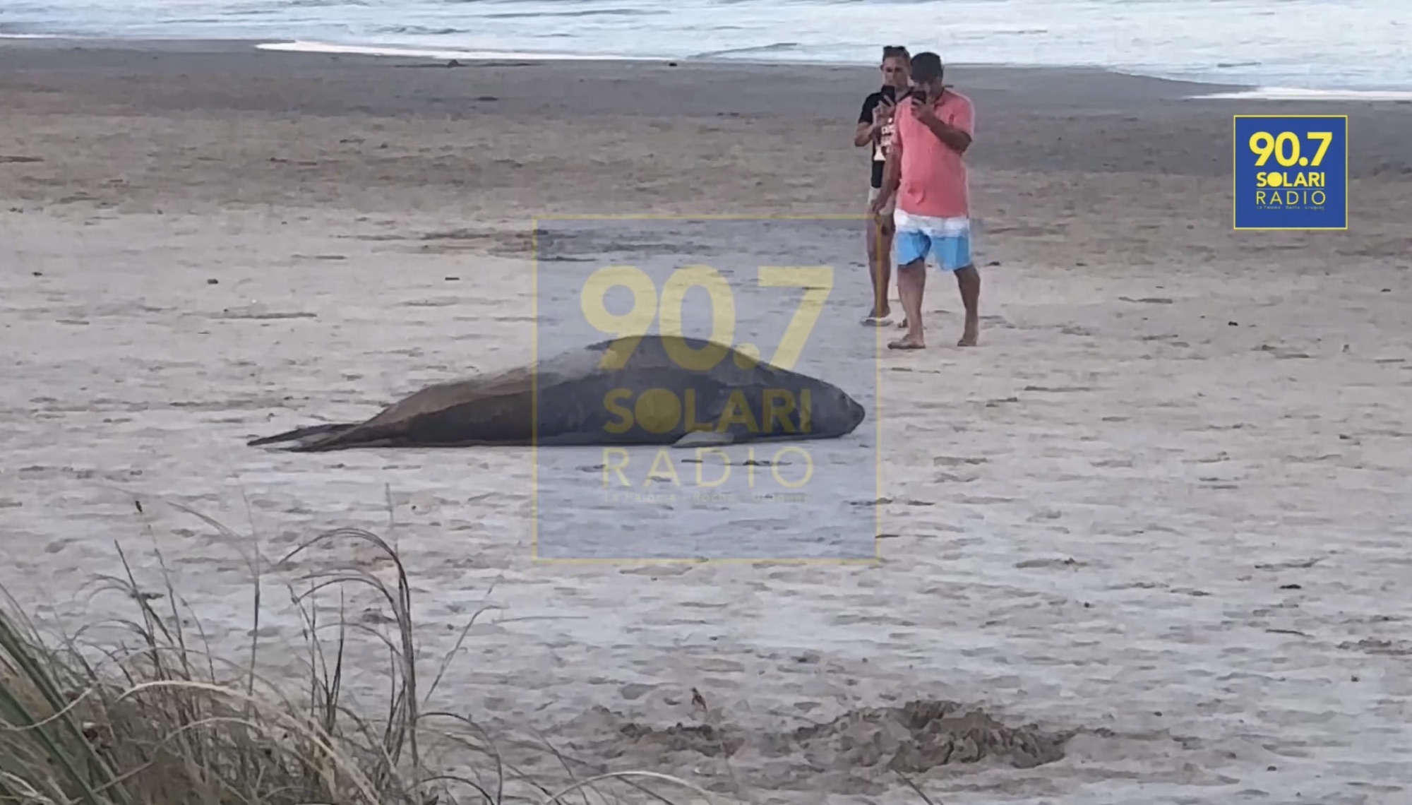 Nuevamente molestaron a una elefanta marina que descansa en nuestras costas