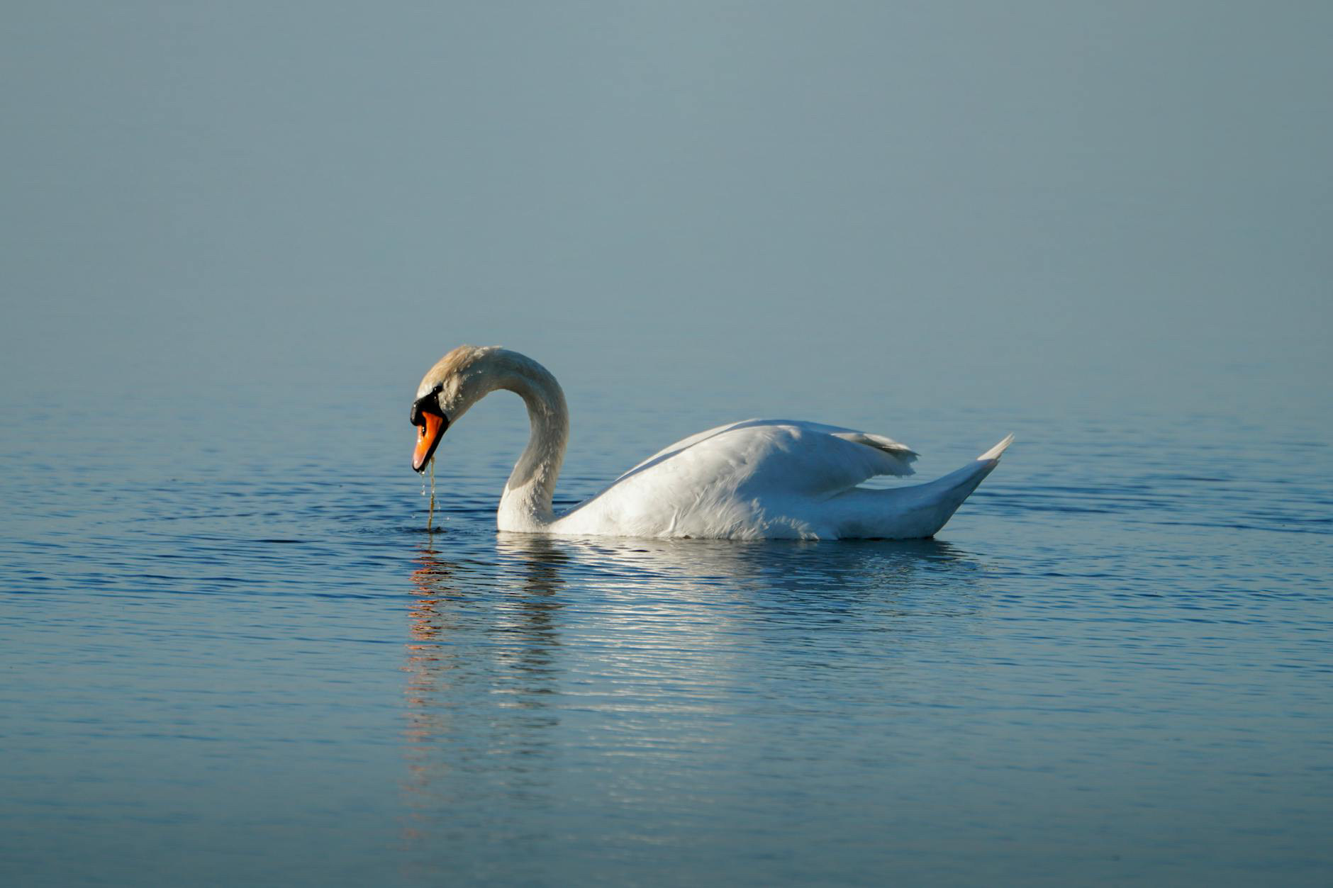 Armada solicita varias medidas por casos detectados de Influenza Aviar