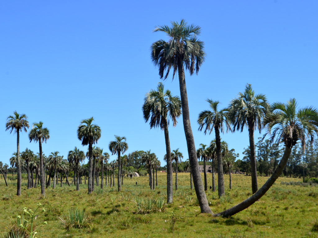 Castillos celebra el Día Nacional del Butiá con una nutrida agenda cultural y protocolar
