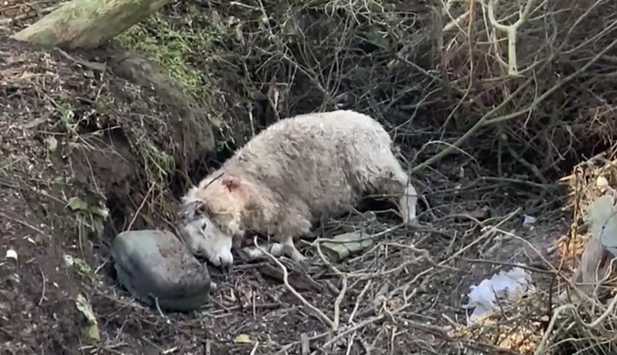 Arachania: Perro atacó una majada de ovejas generando pérdidas importantes a pequeños productores