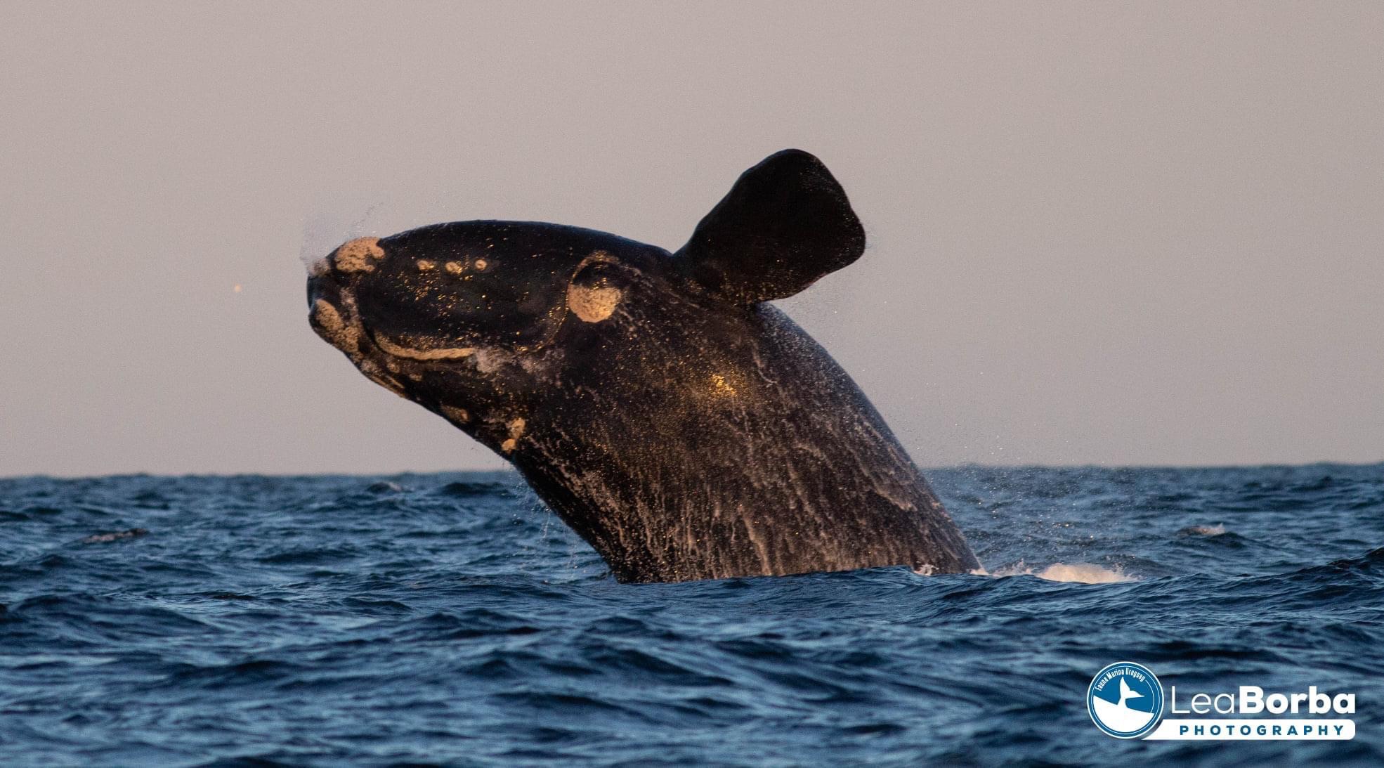 Reporta Leandro Borba: Más de 10 ballenas en La Paloma