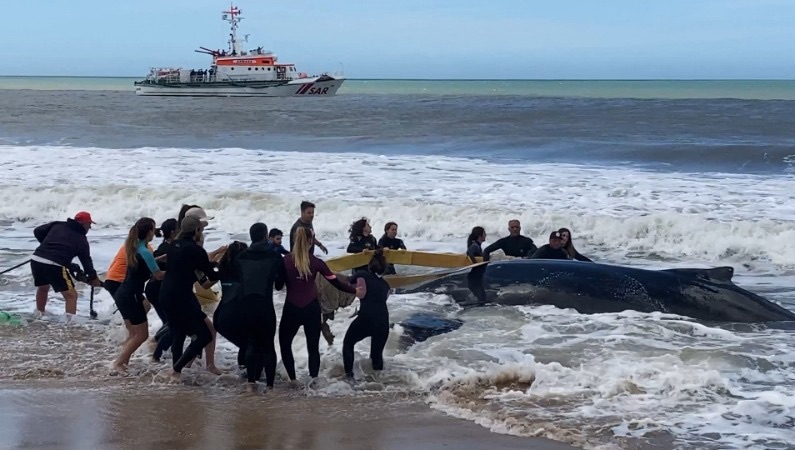 Municipio de La Paloma difunde información sobre el rescate de fauna marina