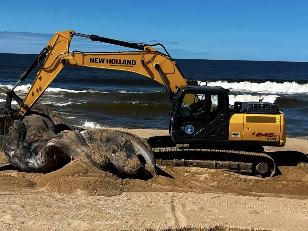 Municipio de La Paloma informó que enterró una ballena que apareció muerta en la costa
